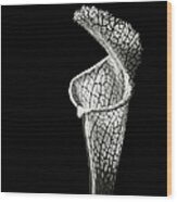 Cobra Lily In Black And White Wood Print