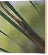 Common Cattail Wood Print