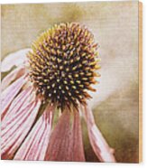 Cone Flower Wood Print