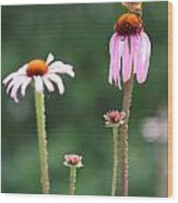 Coneflowers And Butterfly Wood Print