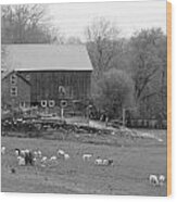 Connecticut Sheep Farm Wood Print