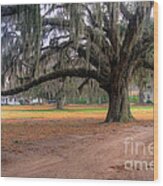 Coosaw Plantation Live Oak Wood Print