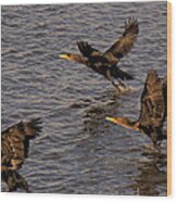 Cormorants In Flight 1 Wood Print