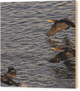 Cormorants In Flight 2 Wood Print