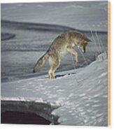 Coyote Canis Latrans Pouncing On Small Wood Print