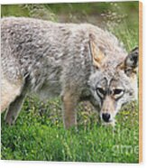 Coyote On The Prowl Wood Print