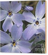 Creeping Phlox Wood Print