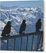 Crows On Top Of Mount Titlis Switzerland Wood Print
