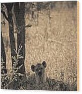 Curious Hyena Wood Print