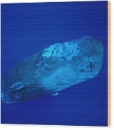 Curious Sperm Whale Calf Dominica Wood Print