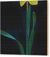 Dafodil Panorama 4432 Wood Print