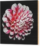 Dahlia By Night In Pink And White Wood Print