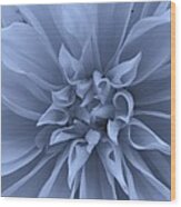 Dahlia In Blue Wood Print