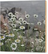 Daisies And How They Grow Wood Print