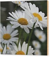 Daisies Wood Print