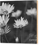 Daisy In Black And White Wood Print