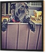 Dakota 2 #dog #dogstagram #photooftheday Wood Print