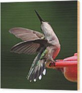 Dance Of The Hummingbird Wood Print