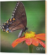 Dark Form Female Eastern Tiger Swallowtail  Butterfly Wood Print