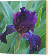 Dark Purple Iris Wood Print