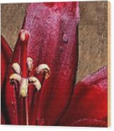 Dark Red Lily With Dewdrop Wood Print