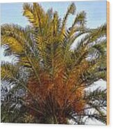 Date Palm Wood Print