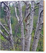 Dead Birch Tree Wood Print