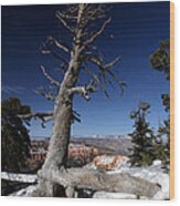 Dead Tree Over Bryce Canyon Wood Print