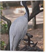 Demoiselle Crane Wood Print