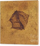 Dinoflagellate Fossil Wood Print