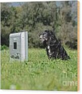 Dog Watching Tv Wood Print