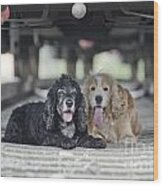 Dogs Lying Under A Train Wagon Wood Print