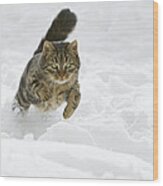 Domestic Cat Felis Catus Male Running Wood Print