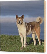 Domestic Dog Canis Familiaris, Taymyr Wood Print