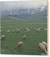 Domestic Sheep Ovis Aries Flock Grazing Wood Print