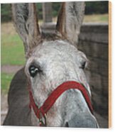 Donkey All Ears Wood Print