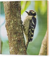 Downy Woodpecker On Tree Wood Print