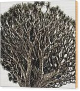 Dragon Tree Wood Print