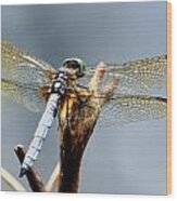 Dragonfly Perched Wood Print