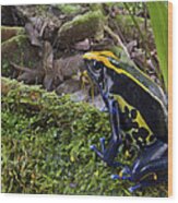 Dyeing Poison Frog In Rainforest Surinam Wood Print