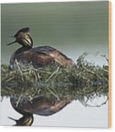 Eared Grebe In Breeding Plumage Calling Wood Print