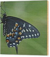 Eastern Black Swallowtail Butterfly Wood Print