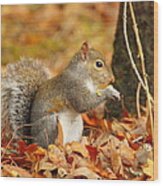 Eastern Grey Squirrel Wood Print