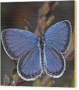 Eastern Tailed Blue Butterfly Wood Print
