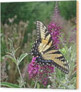 Eastern Tiger Swallowtail Wood Print