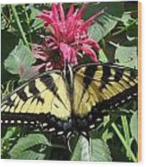 Eastern Yellowtail Butterfly Wood Print