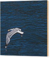 Elba Island - Flying For Food - Ph Enrico Pelos Wood Print