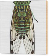 Emerald Cicada Wood Print