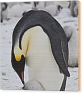 Emperor Penguin With Chick On Feet Wood Print