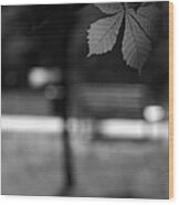 Empty Bench Wood Print